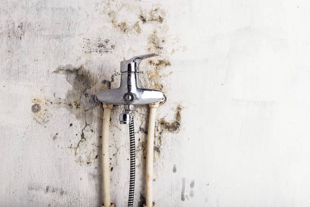Trusted Kalida, OH Mold Remediation Experts