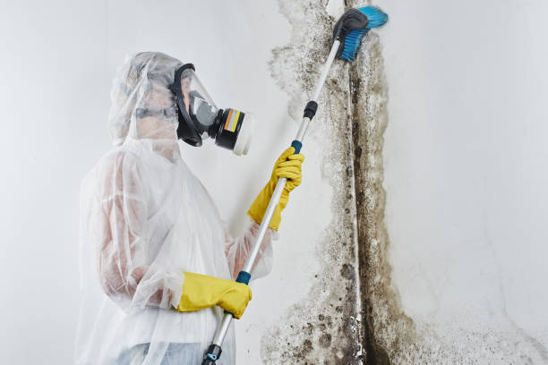 Best Basement Mold Remediation in Kalida, OH