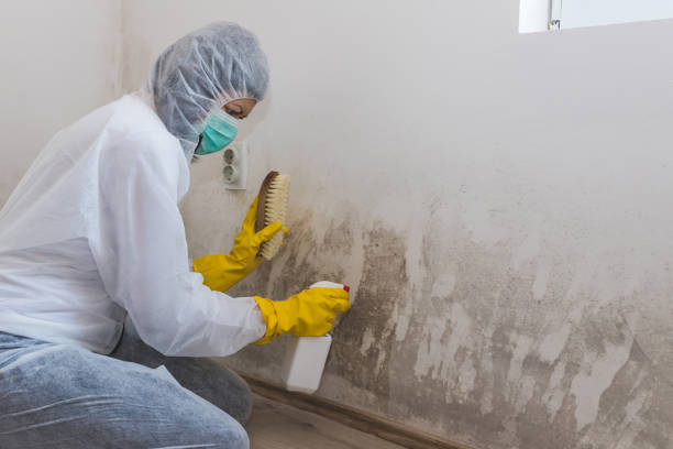 Best HVAC Mold Remediation in Kalida, OH