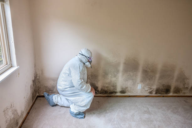 Best White Mold Remediation in Kalida, OH