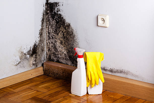 Best Crawl Space Mold Remediation in Kalida, OH