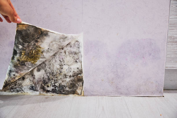 Best Insurance-Related Mold Remediation in Kalida, OH